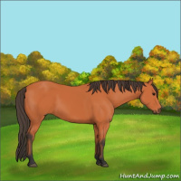 Horse Color:Bay 