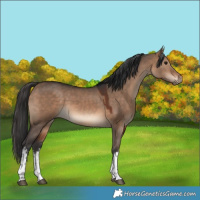 Horse Color:White Spotted Brown Dun 