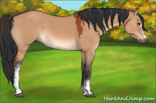 Horse Color:White Spotted Bay Dun 