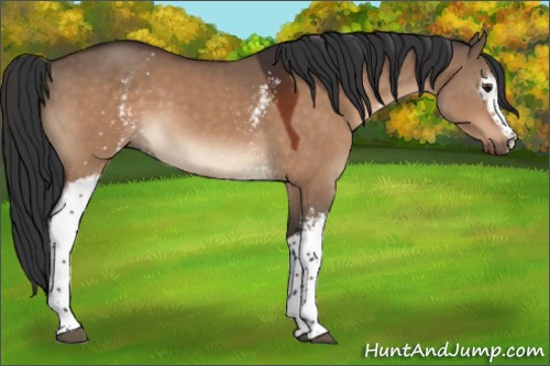 Horse Color:White Spotted Brown Dun 