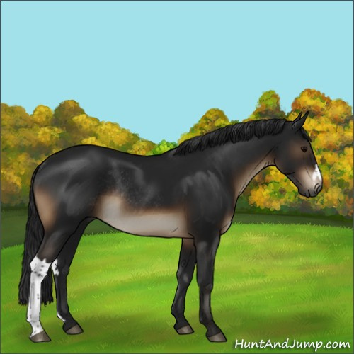 Horse Color:Gray Brown Rabicano 