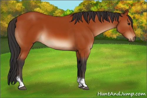 Horse Color:Brown Tobiano Rabicano 