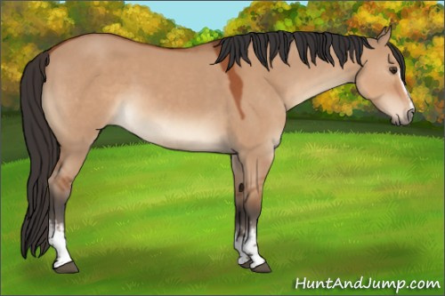 Horse Color:White Spotted Bay Dun 