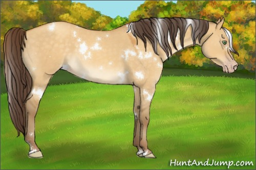 Horse Color:White Spotted Sable Cream Champagne Dun 