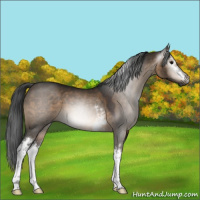 Horse Color:Gray White Spotted Brown Dun 