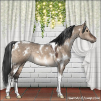 Horse Color:White Spotted Brown Dun Tobiano Rabicano 