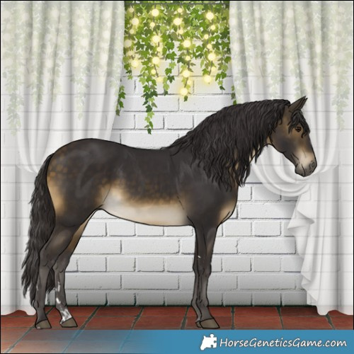 Horse Color:Buckskin Rabicano 