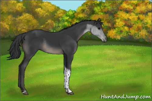 Horse Color:Black Tobiano Rabicano 