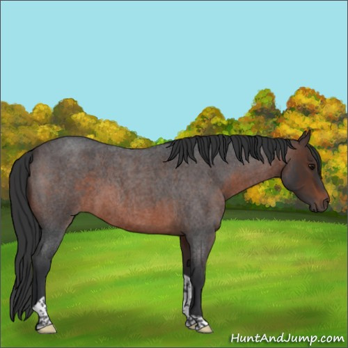 Horse Color:Brown Roan Tobiano Rabicano 