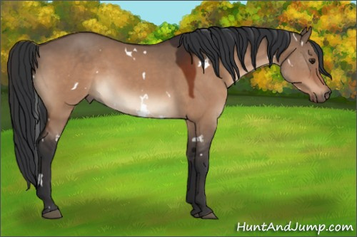 Horse Color:White Spotted Brown Dun 