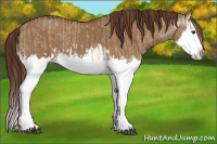 Horse Color:Red Dun Splash  and Gray Red Dun Splash 