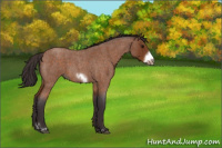 Horse Color:Buckskin Roan Sabino Frame 