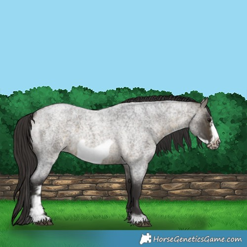 Horse Color:Buckskin Roan Sabino Frame 