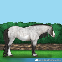 Horse Color:Buckskin Roan Sabino Frame