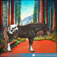 Horse Color:Liver Chestnut Tobiano Appaloosa 