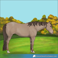 Horse Color:Classic Champagne 