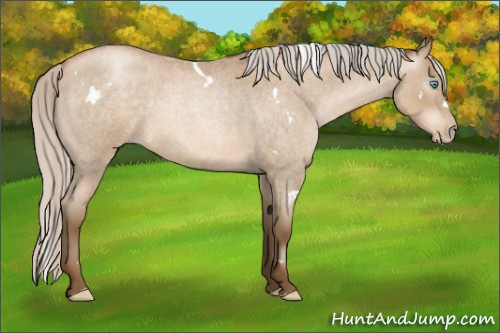 Horse Color:Gray White Spotted Silver Smoky Blue Roan Pearl 