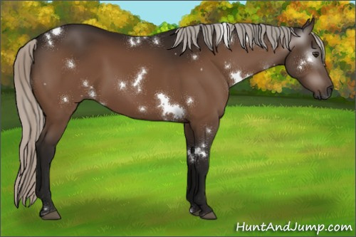 Horse Color:Gray White Spotted Silver Brown 