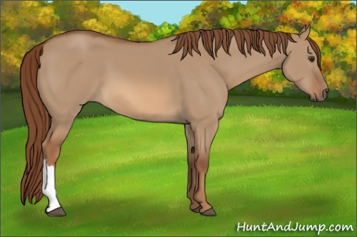 Horse Color:Red Dun 