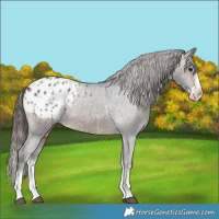 Horse Color:Bay Sabino Splash Appaloosa  and Bay Sabino Splash Appaloosa 