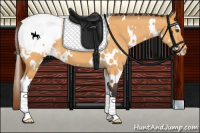 Horse Color:White Spotted Buckskin Dun Snowcap 