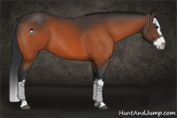 Horse Color:Bay Splash 