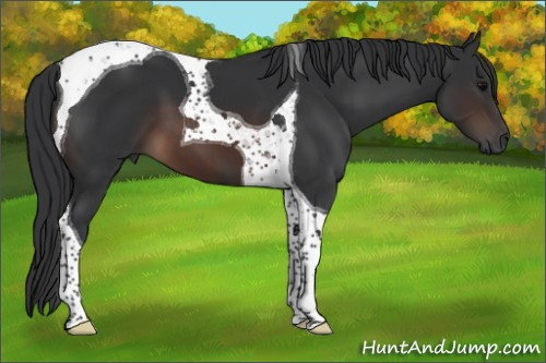 Horse Color:Brown Tobiano 
