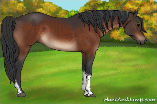 Horse Color:Brown Tobiano Rabicano 