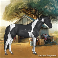 Horse Color:Black Tobiano 
