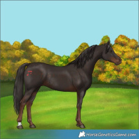 Horse Color:Liver Chestnut Rabicano 