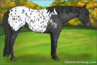 Horse Color:Blue Roan Appaloosa 
