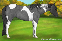 Horse Color:Blue Roan Tobiano