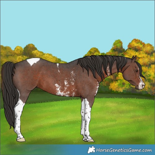 Horse Color:Liver Chestnut Sabino Tobiano 