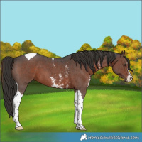 Horse Color:Liver Chestnut Sabino Tobiano 