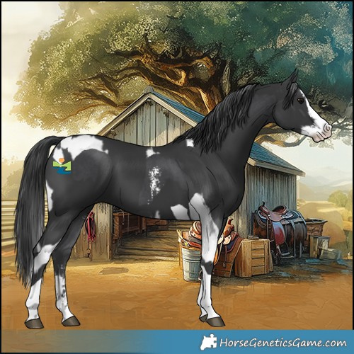 Horse Color:Black Sabino Splash Tobiano  and Black Sabino Splash Tobiano 