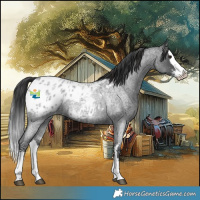 Horse Color:Blue Roan Sabino Splash Appaloosa  and Blue Roan Sabino Splash Appaloosa 