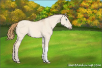 Horse Color:Perlino Dun 