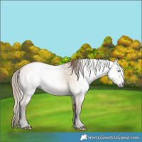 Horse Color:Gray Perlino Dun 