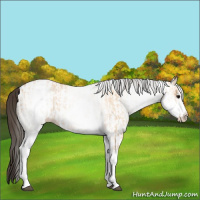 Horse Color:White Spotted Bay Dun Rabicano and White Spotted Bay Dun Rabicano