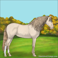 Horse Color:Perlino Dun