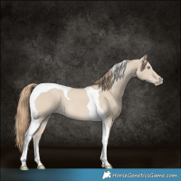 Horse Color:Smoky Creme Dun Tobiano 
