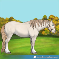 Horse Color:Perlino Dun 