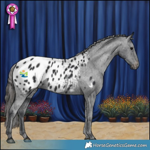 Horse Color:White Spotted Black Appaloosa 