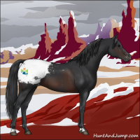 Horse Color:Brown Appaloosa 