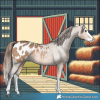 Horse Color:Bay Dun Splash Appaloosa 