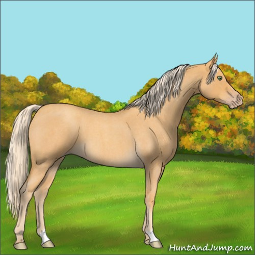 Horse Color:Gold Cream Champagne Roan