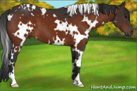 Horse Color:White Spotted Bay 