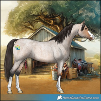 Horse Color:Bay Roan Dun 