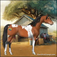 Horse Color:Bay Tobiano 