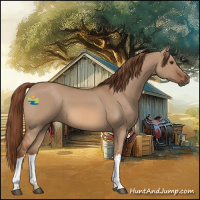 Horse Color:Red Dun 